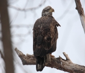 2015 02 07 RedWing 005